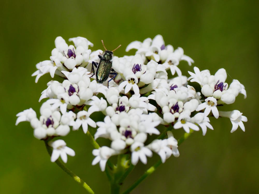 The bush is waking up post image