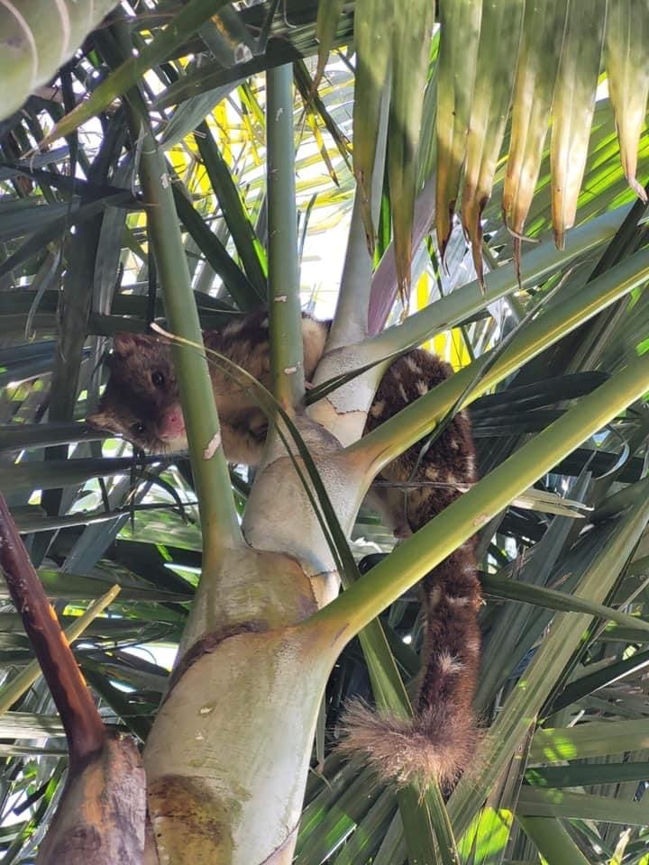 Nature Notes: Seal pups, super moons and a quoll-aty visitor post image