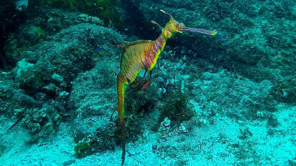 Nature Notes: weedy seadragons, a Bryde’s whale & bye-bye plastic post image