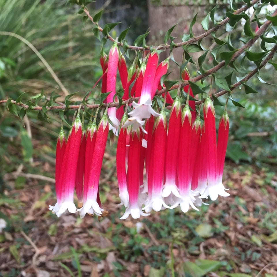 Take a trip with NINA post image