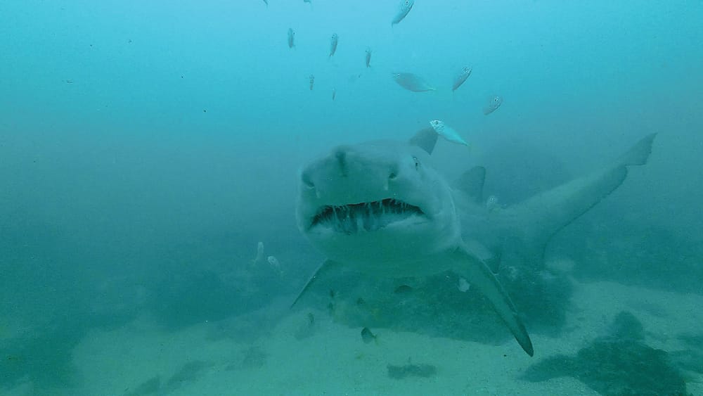 Hello Fish: Sharks of the Illawarra post image