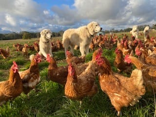 Raising happy free-range girls on grass post image