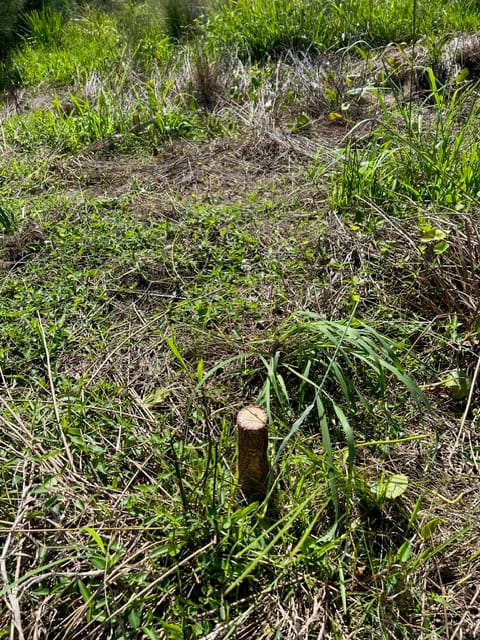 Tree vandalism at Bulli: Report clues to Council post image