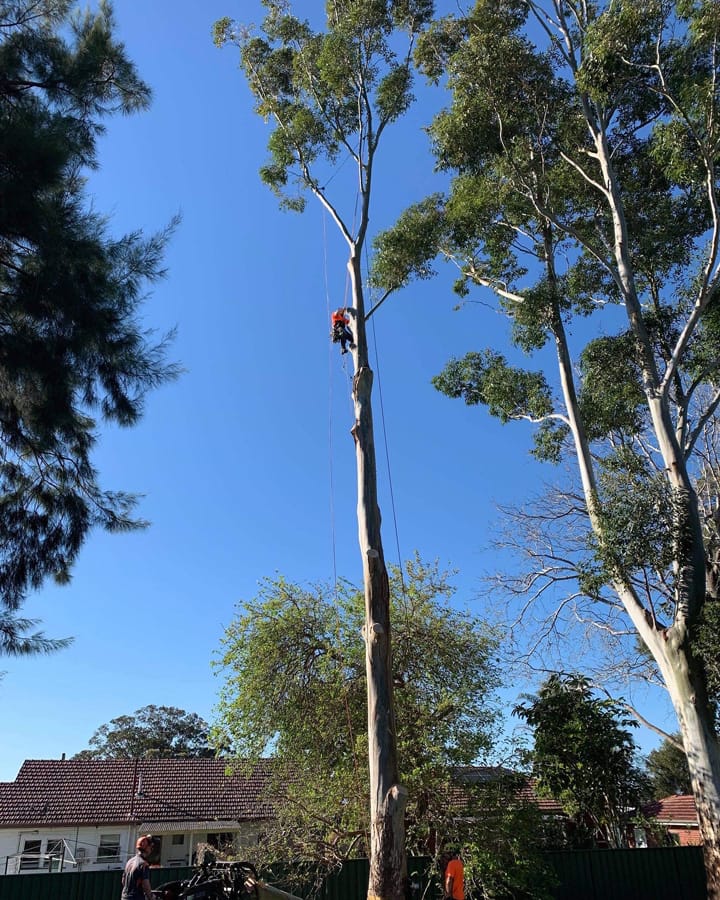 Tips to help prepare your trees for windy days post image