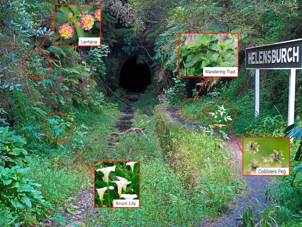 Helensburgh Landcare needs you post image