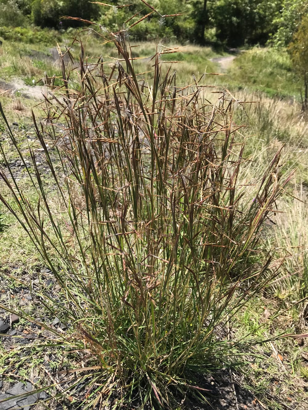 Watch out for Coolatai grass post image