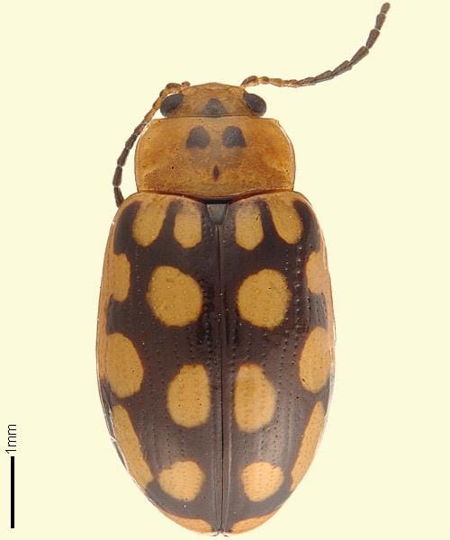 Beetling About: In the littoral rainforest post image