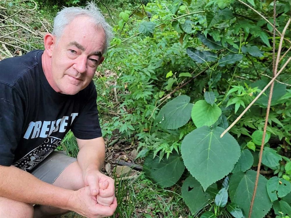 Why didn’t anyone tell me about stinging trees? post image