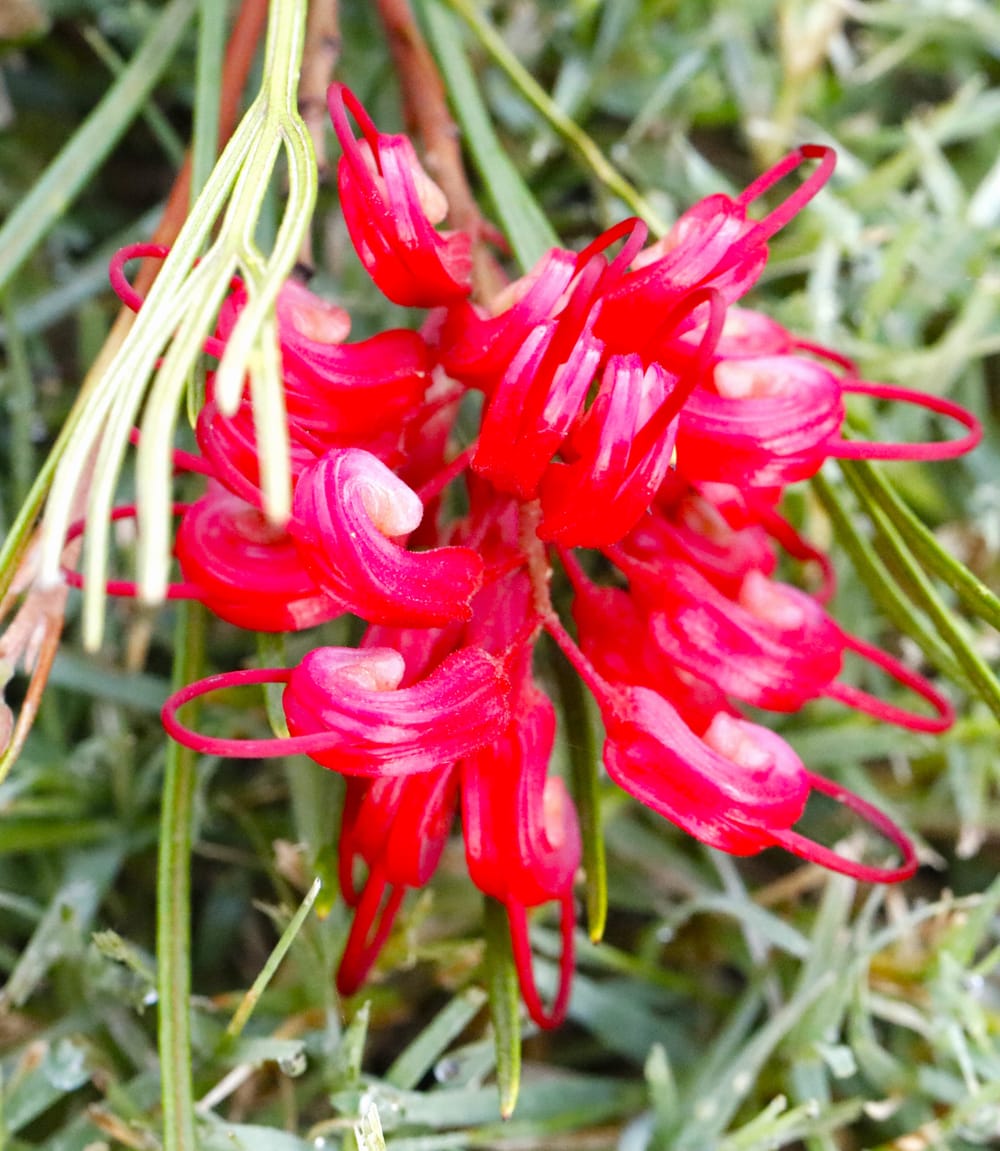 See new Grevillea 'Emerald and Ruby' at Spring Open Days post image
