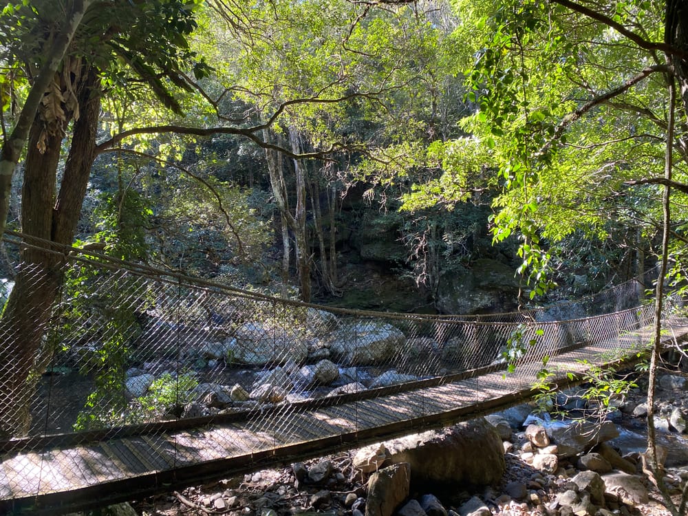 Family-friendly Lyrebird Loop Walk reopens at Minnamurra Rainforest post image