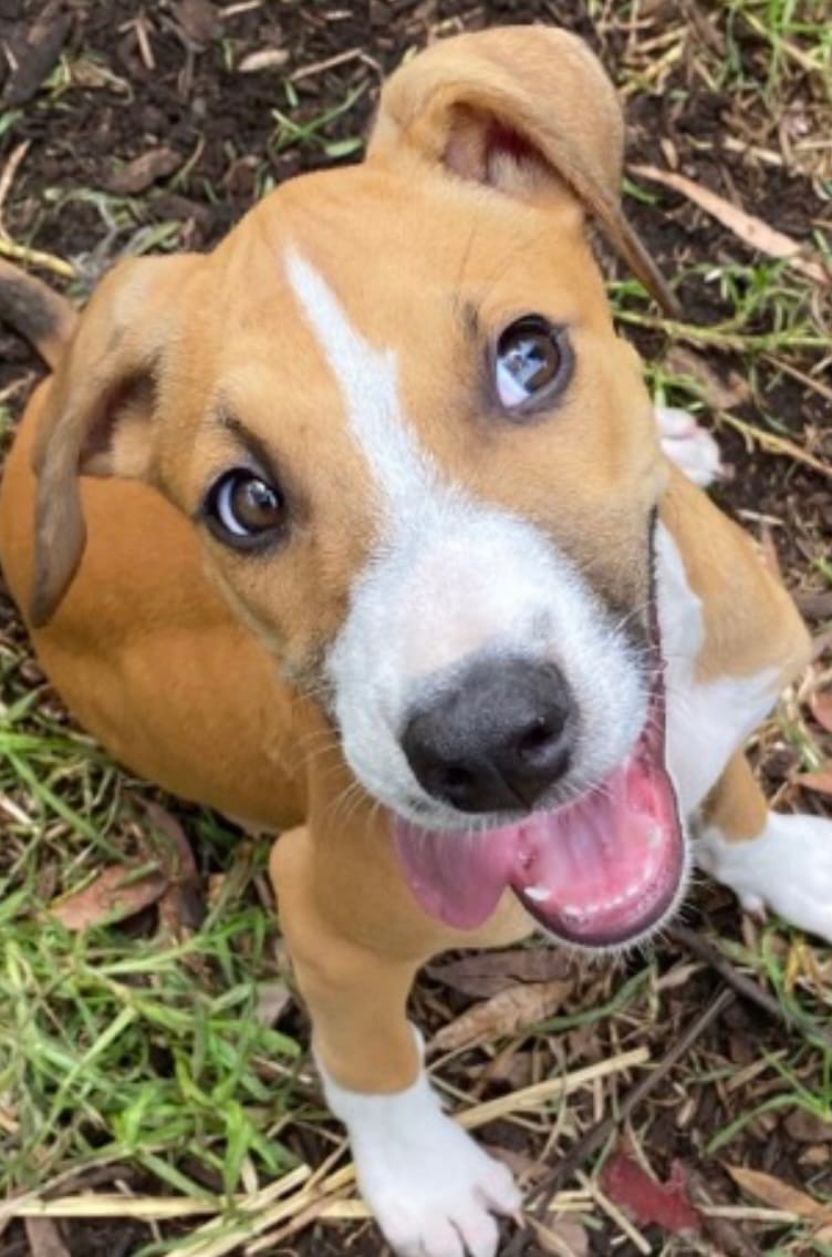 Puppies need a home! post image