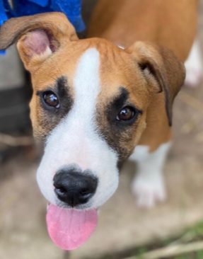 Puppy needs a home! post image