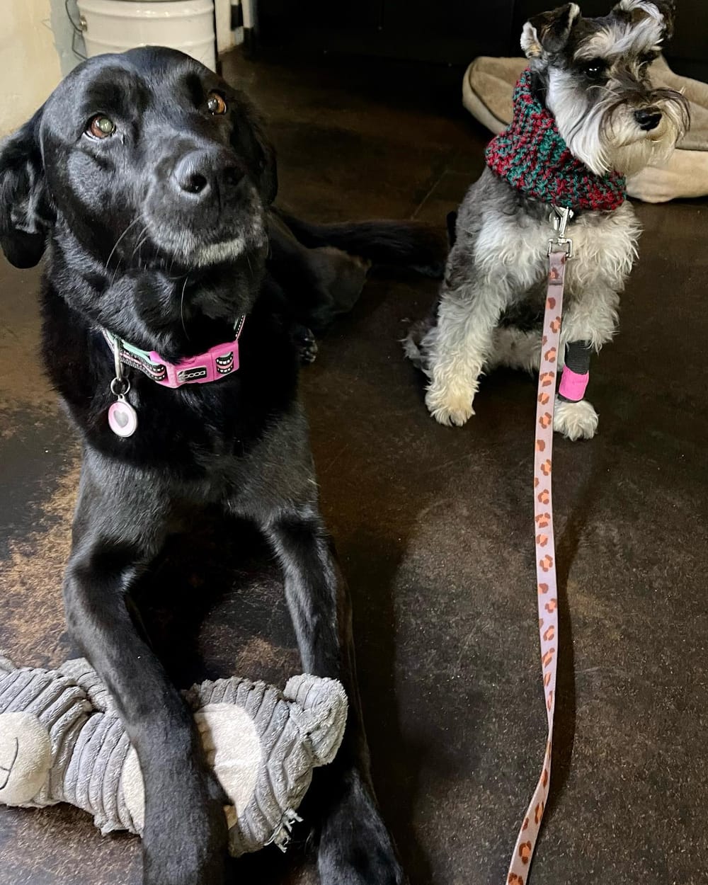 9 dog-friendly places to eat and/or drink post image