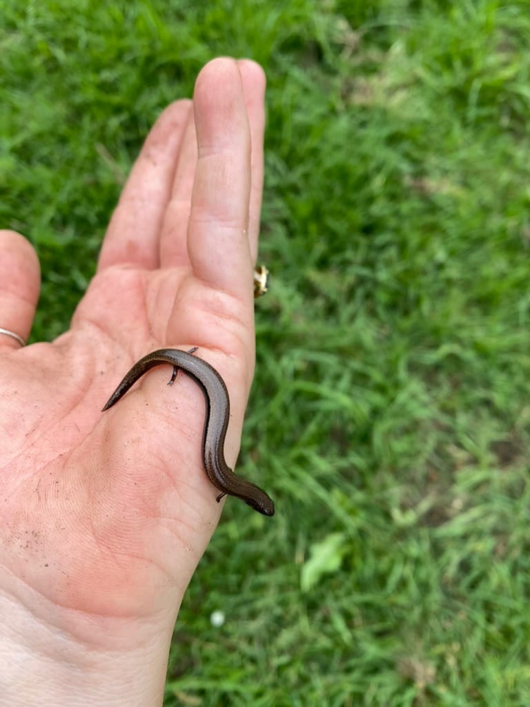 My delightful discovery of a local little-legged lizard: the three-toed skink post image