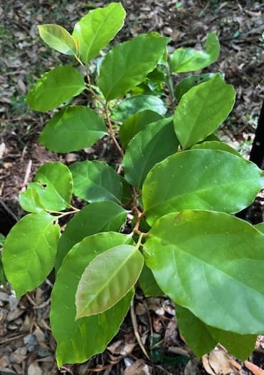 Tree of the Month: Brown Beech post image
