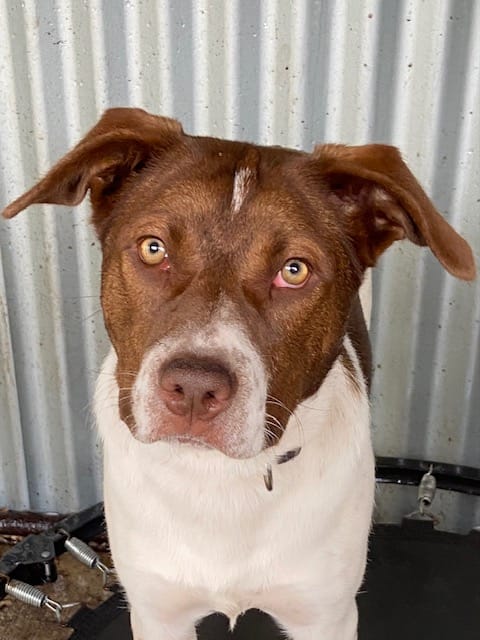 Minnie needs a home post image