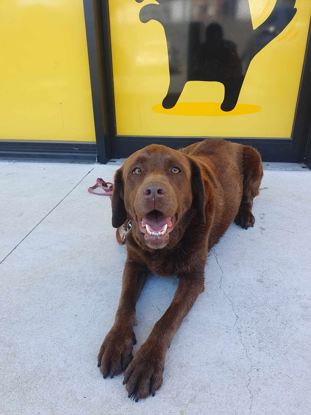 Fur-ever friends: Admin welcomes Illawarra Dog Owners in local social group post image