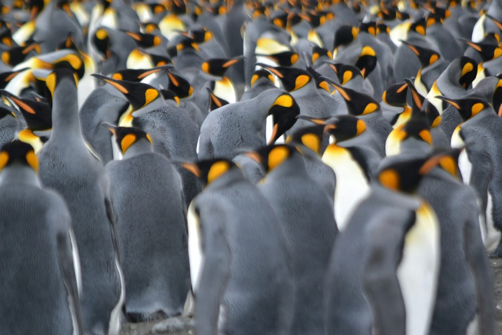 As Antarctic sea ice shrinks, iconic emperor penguins are in more peril than we thought post image