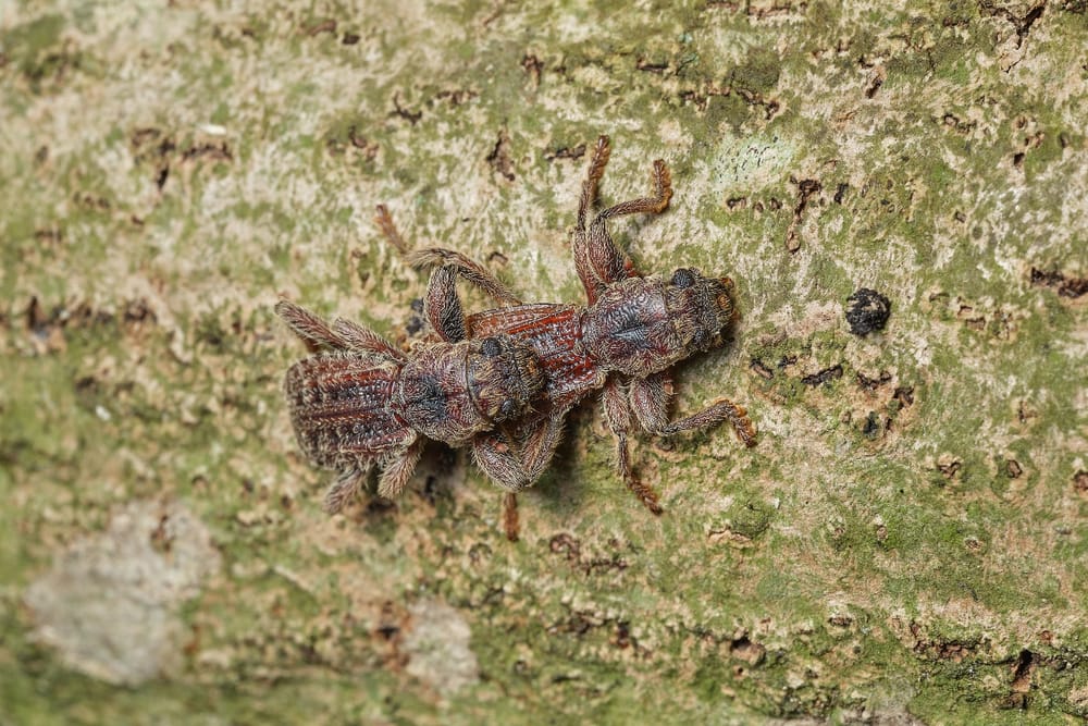 Beetling About: Try replicating Darwin's experiments post image