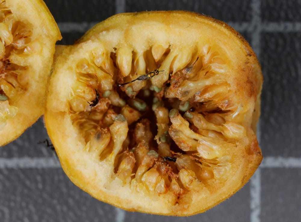 A world within a fig post image