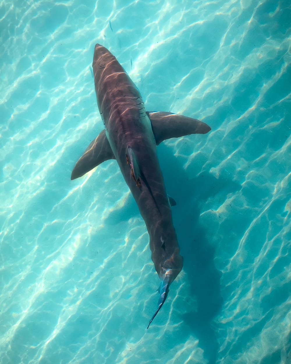 Ashley Sykes: a bird's eye view of the wonders of the ocean post image