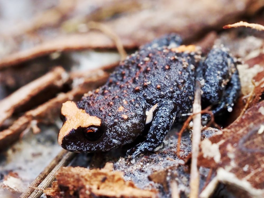 Toadlet of Darkes Forest post image