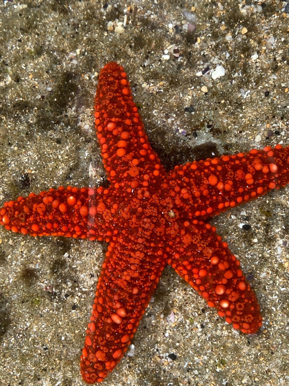 Backyard Zoology: rock pool finds post image