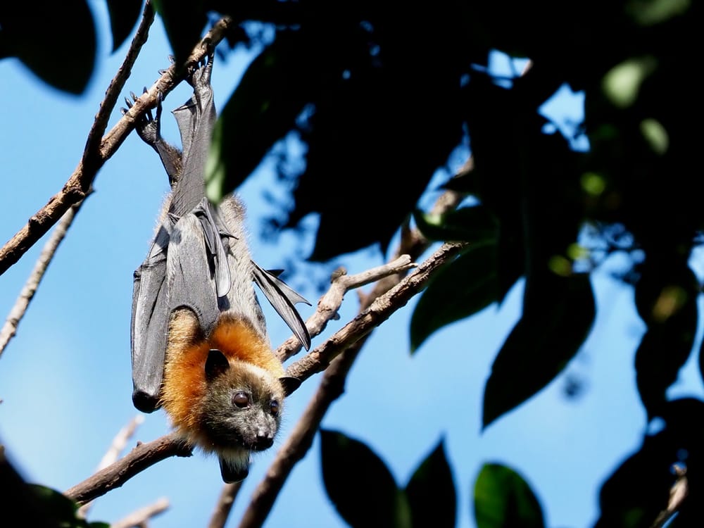 Nature Notes: 27th May post image