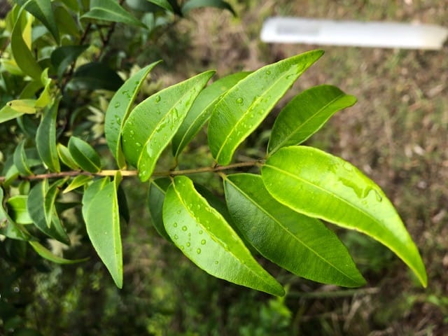 Backhousia myrtifolia (Grey Myrtle) post image