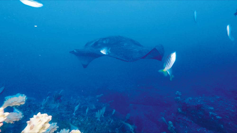 Hello Fish: Discovering Daringyan post image