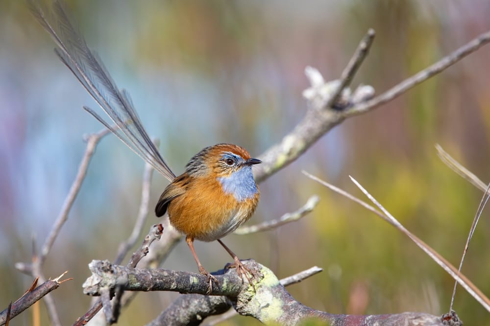 Bird of the Month: Southern Emu-wren post image