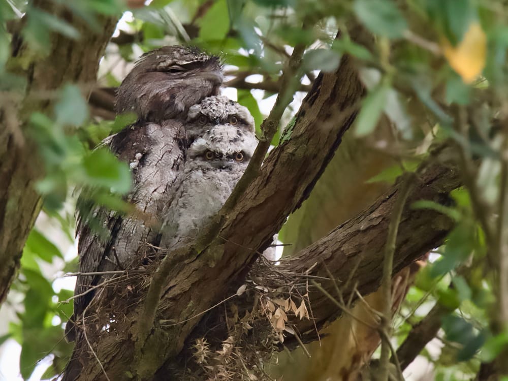 Births, deaths and marriages: the perils of nature watching post image