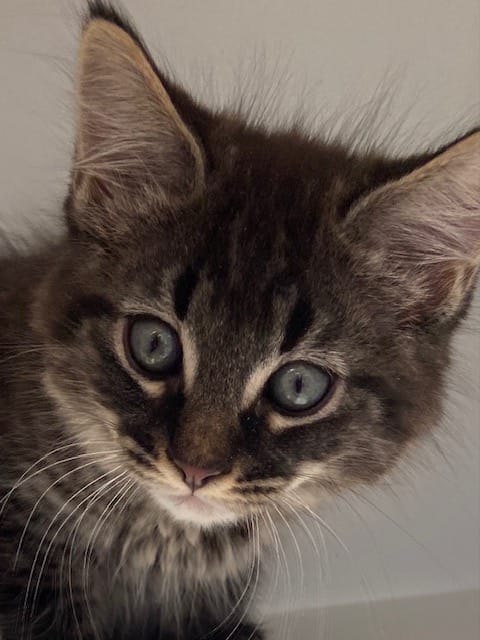 Ezra needs a home! post image