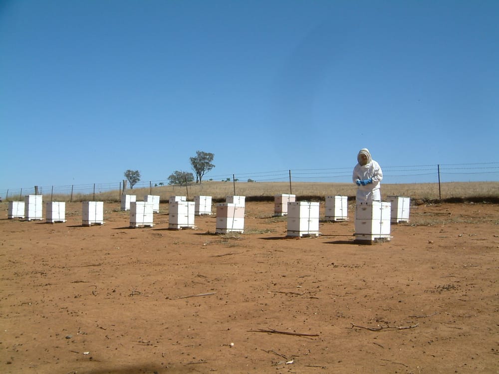 Meet the Bee Whisperer post image