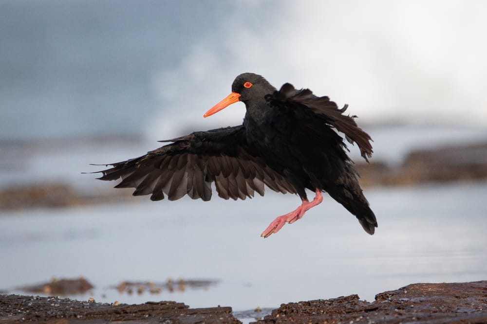 Bird of the Month: Sooty Oystercatcher post image