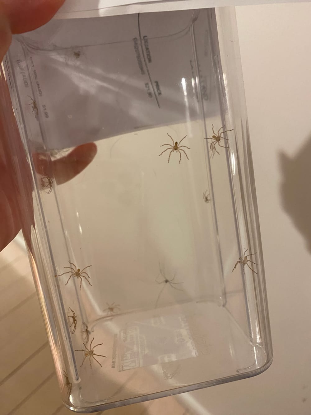 Nature Notes: Fins and Fangs post image