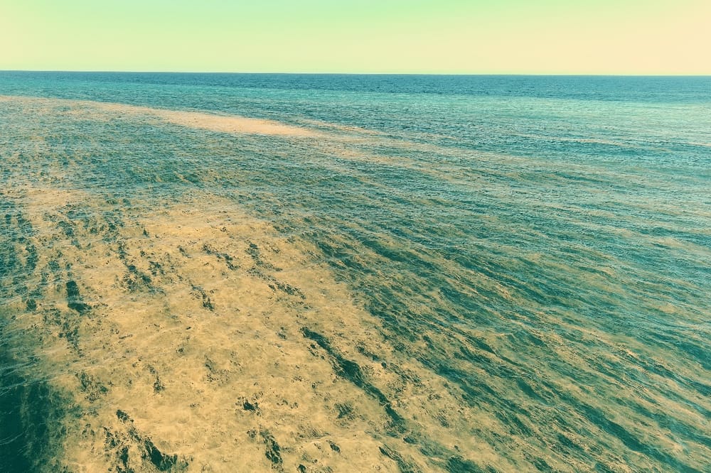 Hello Fish: Sea sawdust at Bulli post image