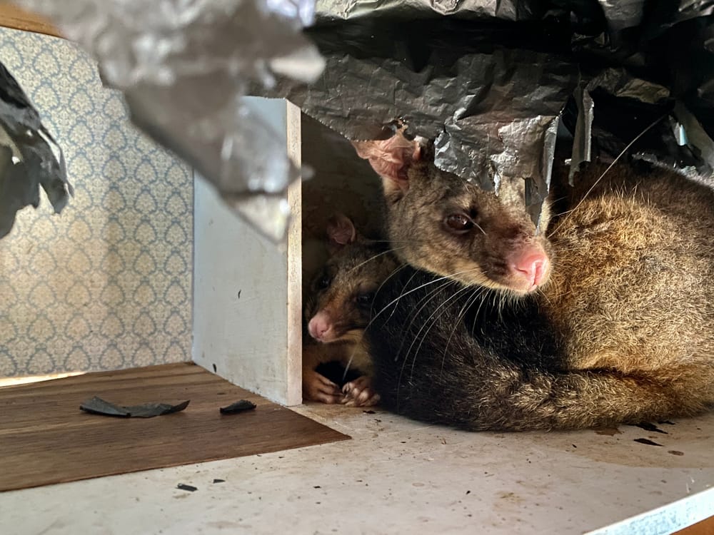 Why Hollows as Homes matter post image