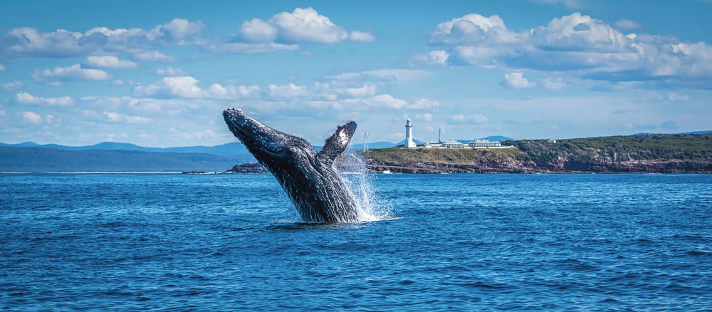 Top 5 parks for whale watching post image