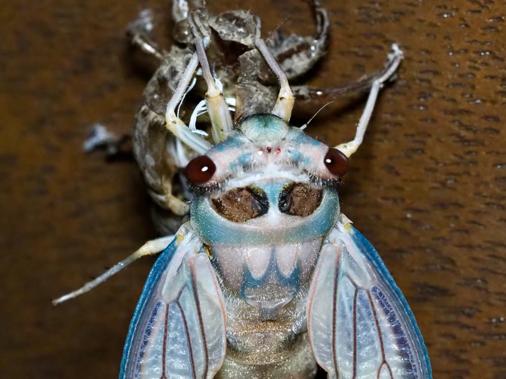Here come the cicadas: Don't miss summer's best show post image