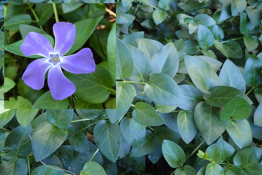 Watch out for Blue periwinkle post image