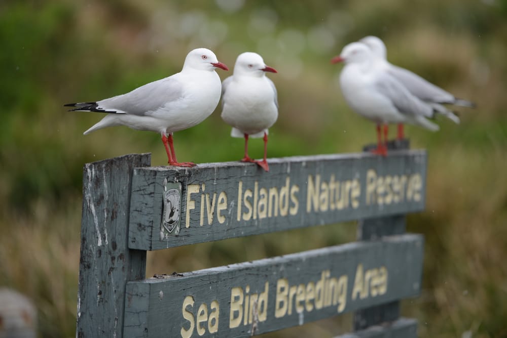 For the birds: Why wind research should be shared post image