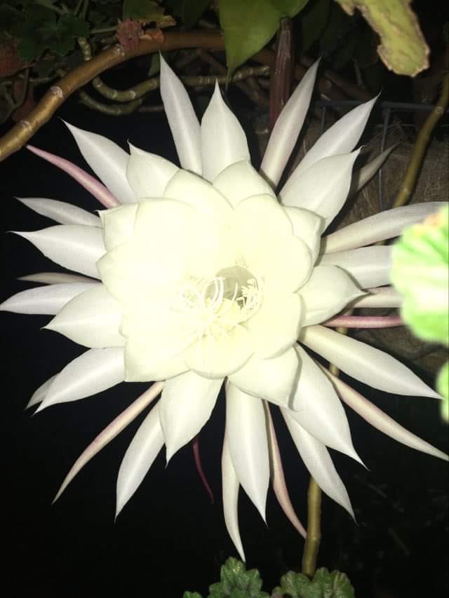 The Queen that blossoms while you're sleeping post image