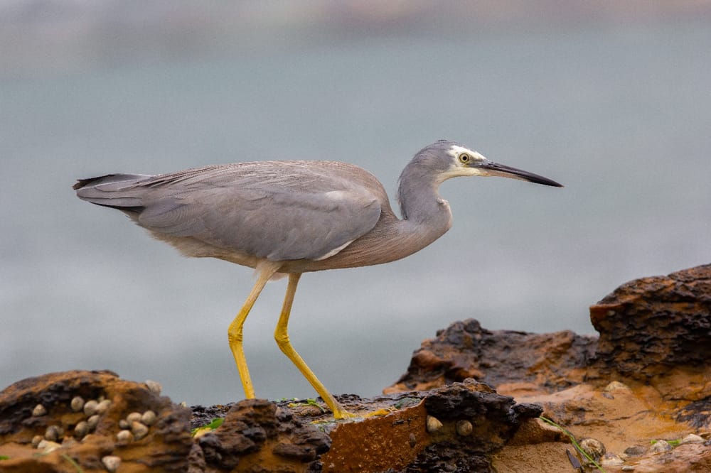 Bird of the Month: White-faced Heron post image