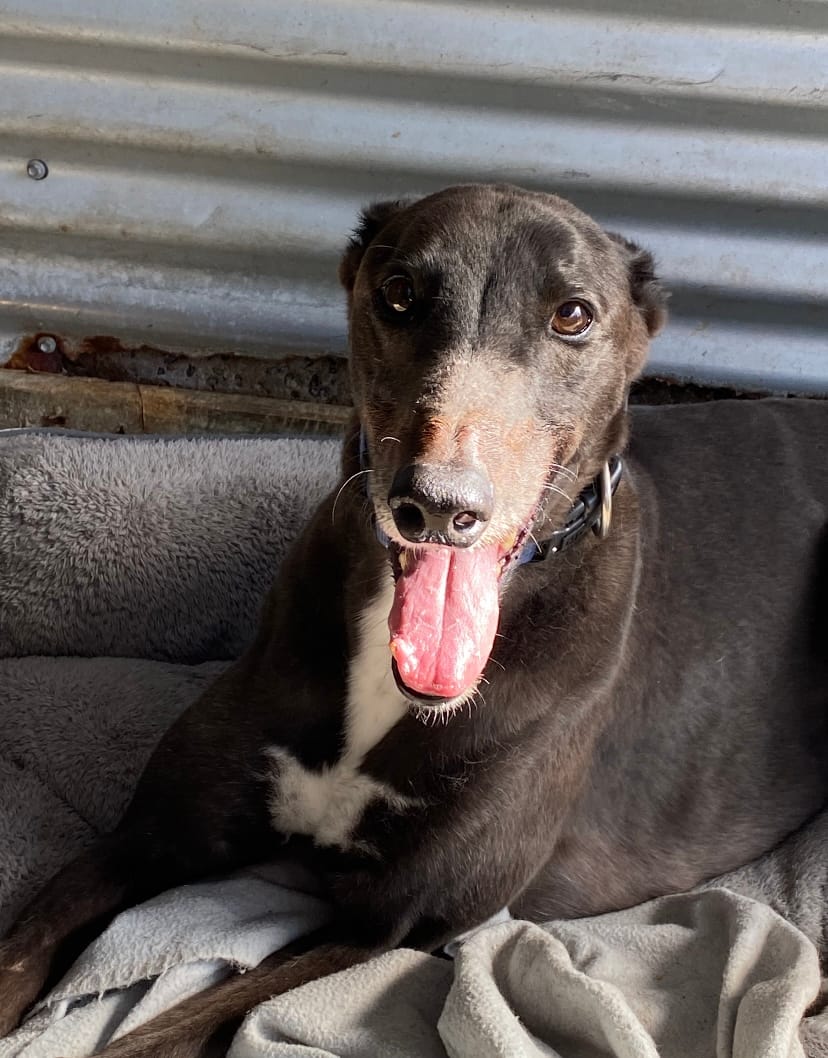 Adopt a dog: Bravo needs a home post image