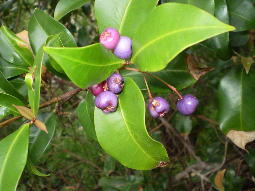 Tree of the Month: Blue Lilly Pilly post image
