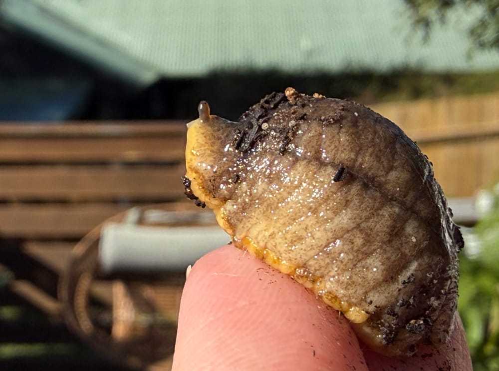 What on Earth Wednesday: A shelled slug with a taste for flesh post image