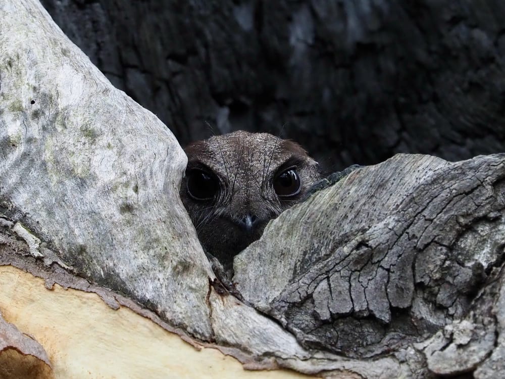 'If I hear you by my hollow, I can’t resist a peek' post image