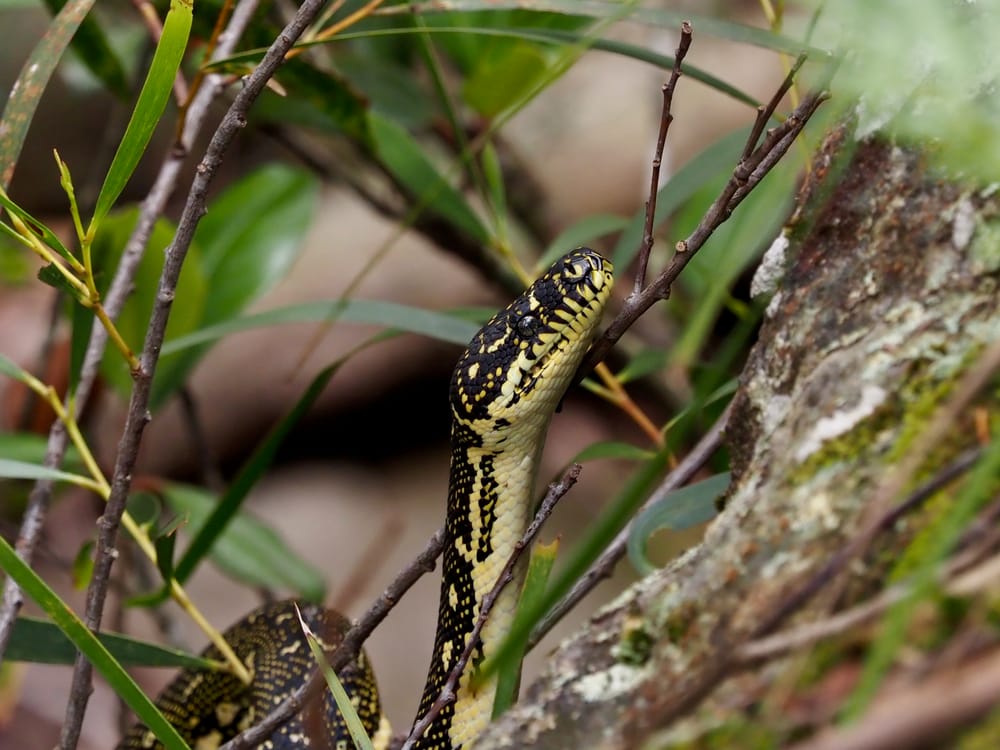 Creature Feature: Diamond Python post image