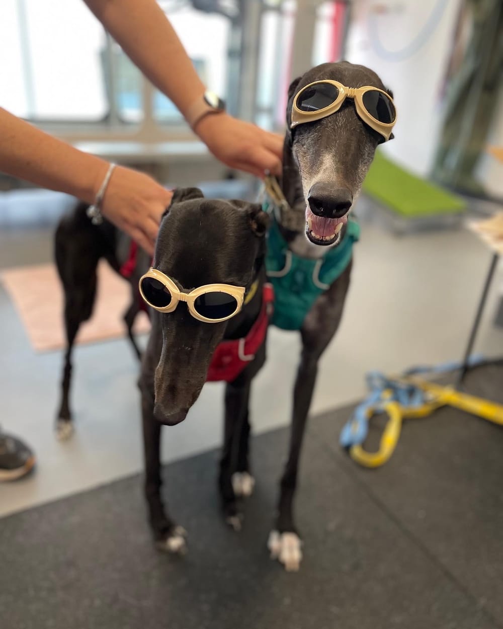 Adoption rates have fallen, but greyhounds still need a home post image